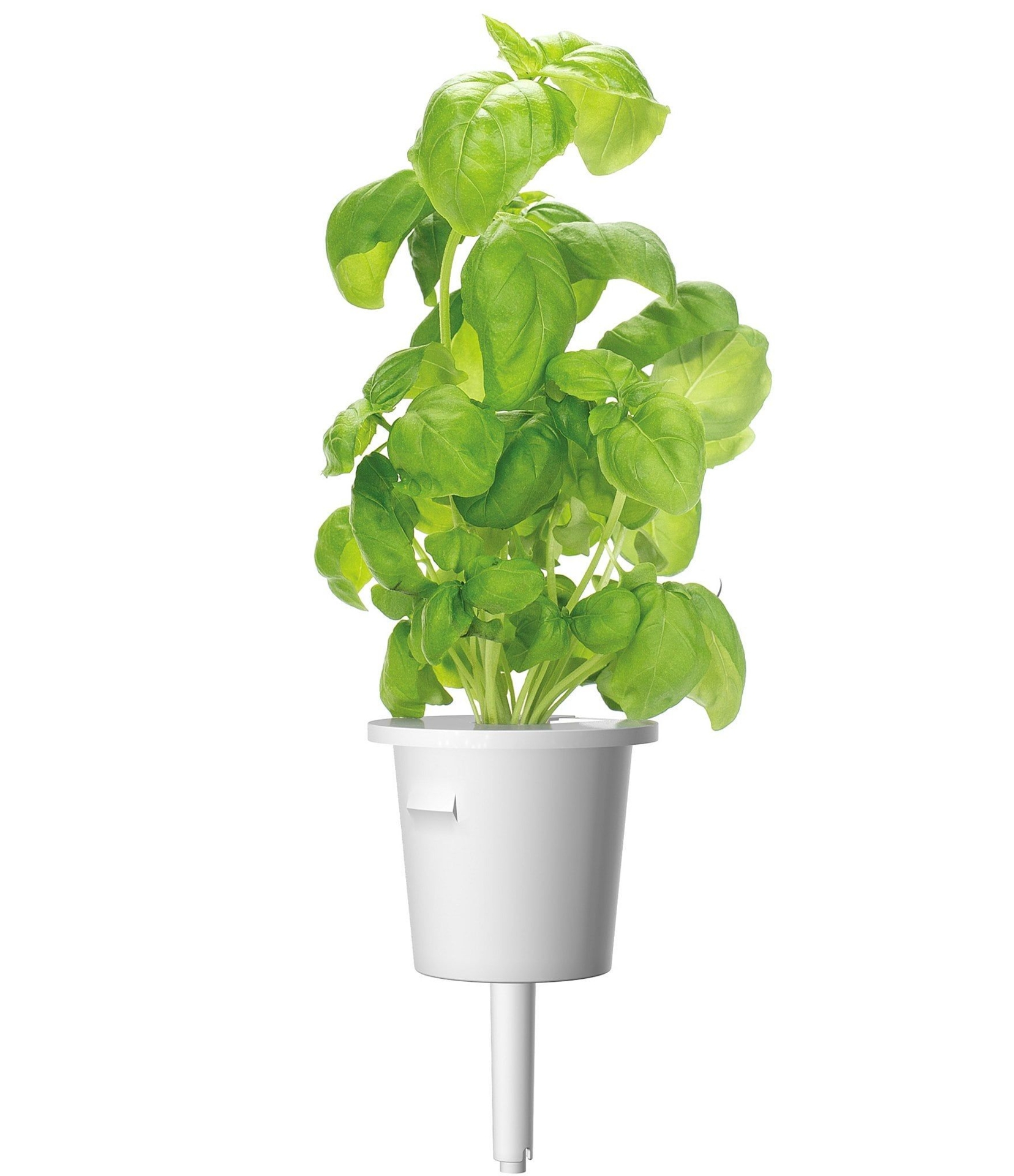 Click and Grow Basil Plant Pods 9-Pack