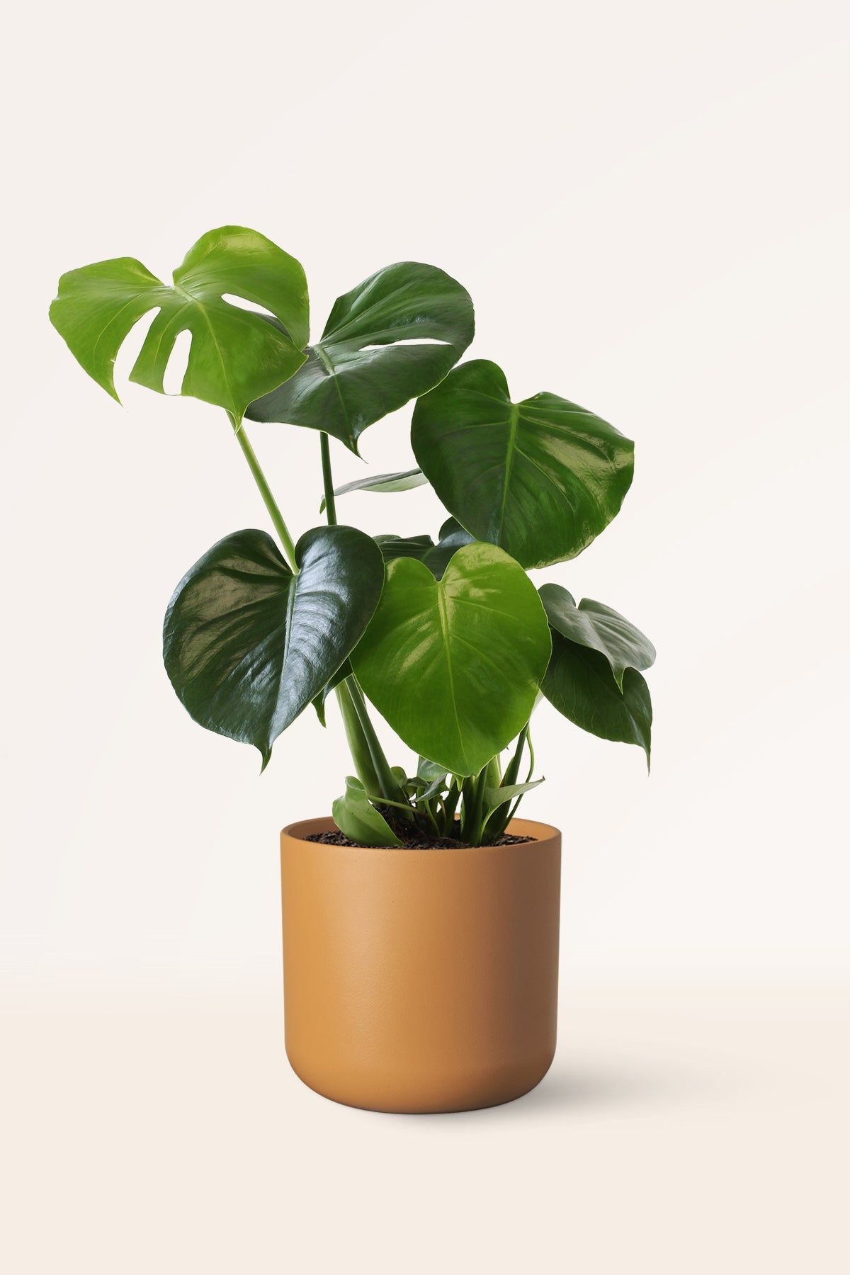 Costilla de Adn - L: 80-90 cm (19)
