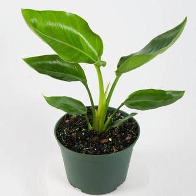 Giant White Bird of Paradise (Strelitzia Nicolai) Live Plant in 6 in. Growers Pot