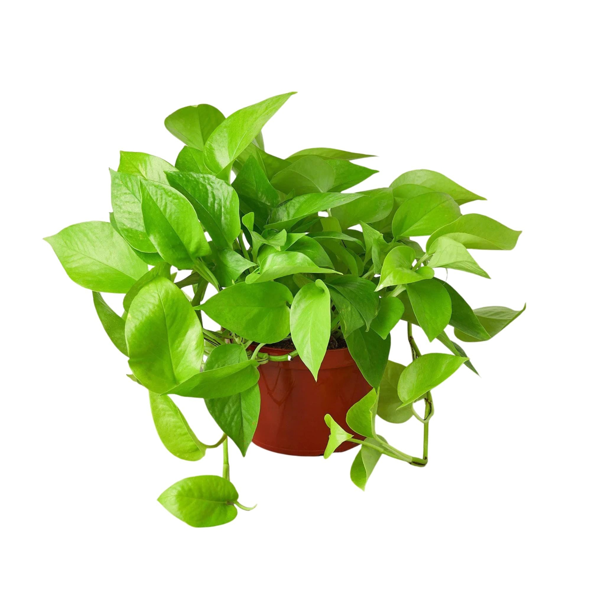 HOUSE PLANT SHOP |Pothos 'Neon ' - 6" Pot | Live Indoor Plant | Easy to Care | Natural Dcor Plant | Great Gifts| Free Care Guide