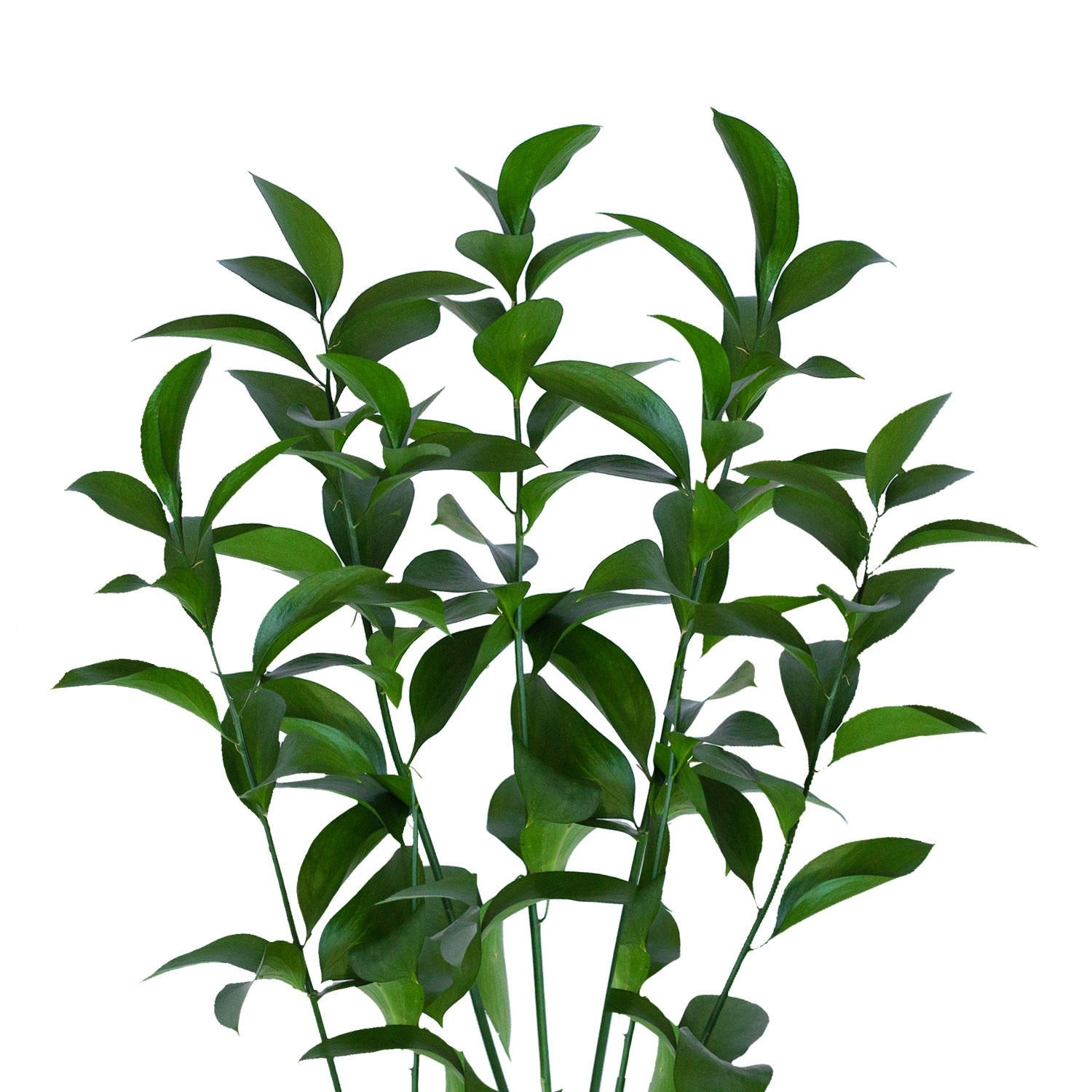 Israeli Ruscus  - 200 Stems