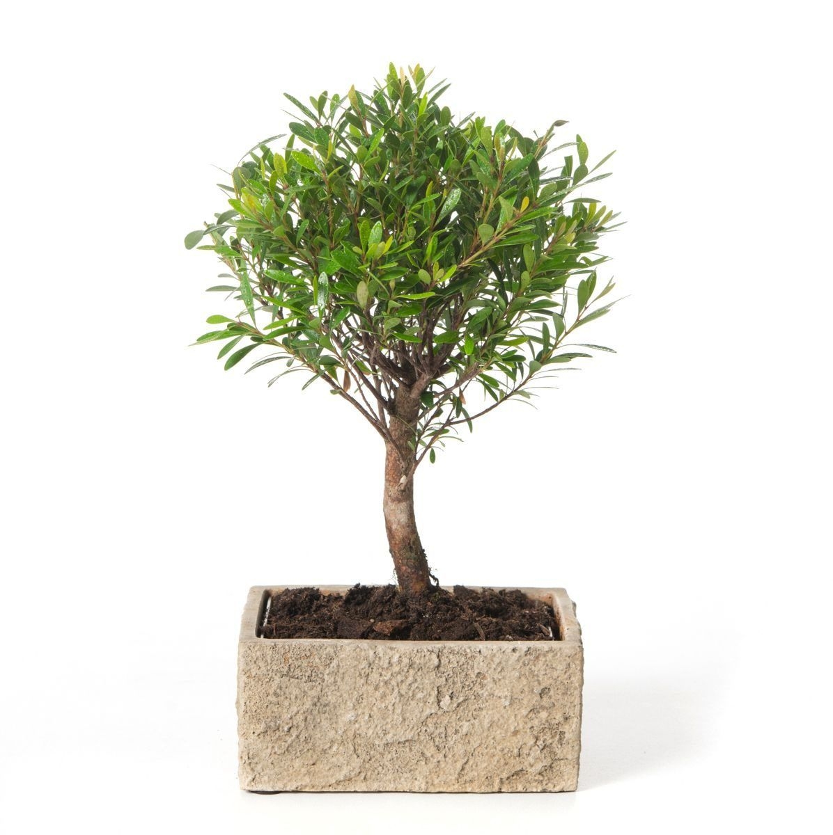 Kirschmyrten Bonsai Syzigium buxifolium Bonsai Bonsai Kit 5 Jahre inkl.Schale 15cm x 10cm x 6,5cm