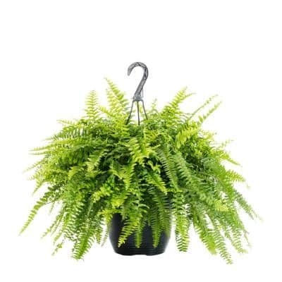 METROLINA GREENHOUSES 1.5 Gal. Fern Boston Hanging Basket Annual Plant (1-Pack)
