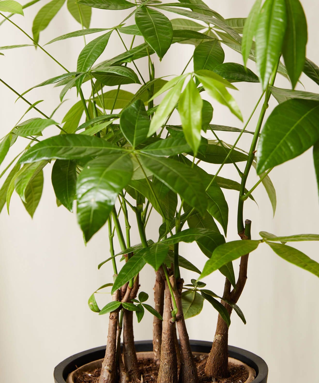 Money Tree Forest Charcoal