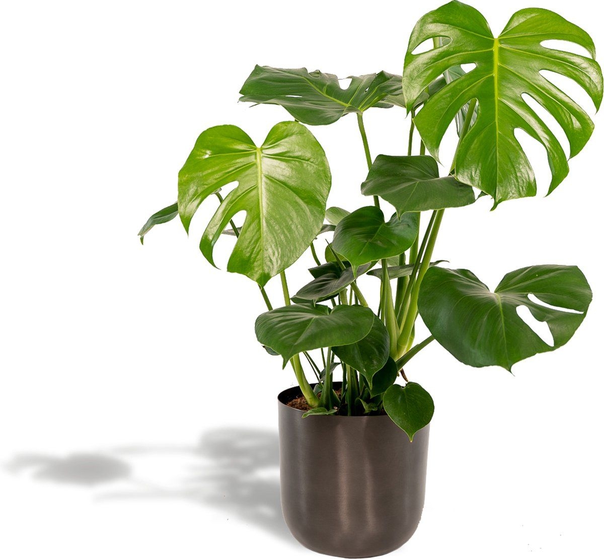 Monstera  Gatenplant (Monstera Deliciosa) met bloempot  Hoogte: 80 cm  van Botanicly