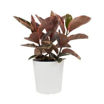 Pure Beauty Farms 1.9 Gal. Ficus Elastica Rubber Plant Belize in 9.25 in. Designer Pot