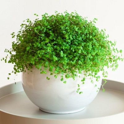 Soleirolia Helxine Green Baby's Tears Plant - Indoor Plant For Tabletop, Shelves, Windowsills, Compact Size (10-20Cm)
