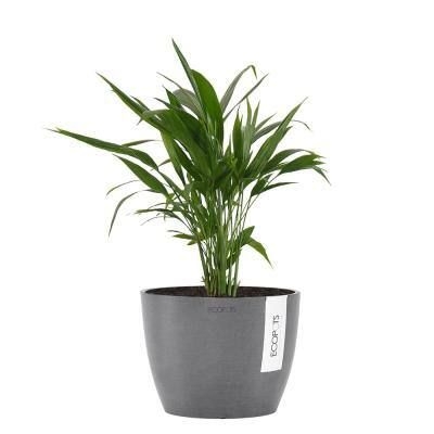 United Nursery Areca Palm Live Dypsis Lutescens in 6 in. Premium Ecopots Gray Pot