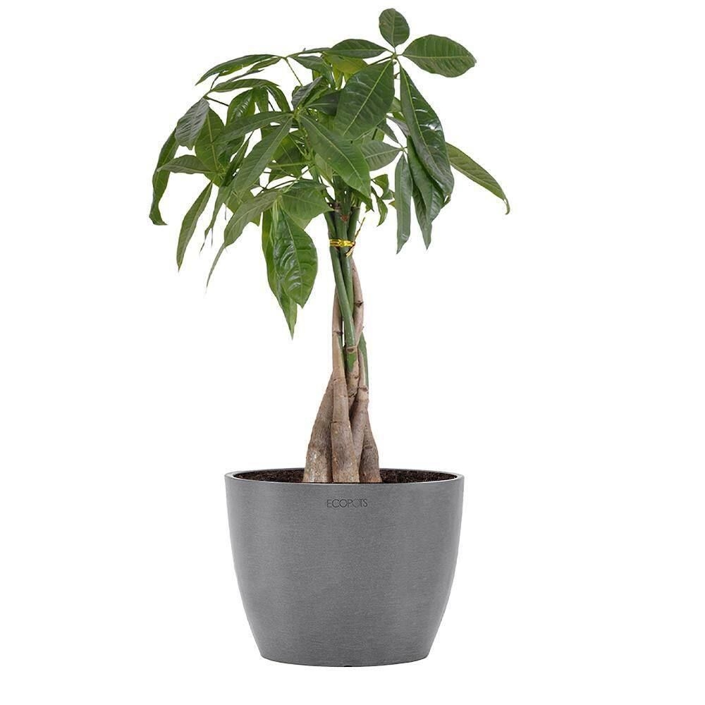 United Nursery Money Tree Live Pachira Aquatica in 6 in. Premium Ecopots Gray Pot