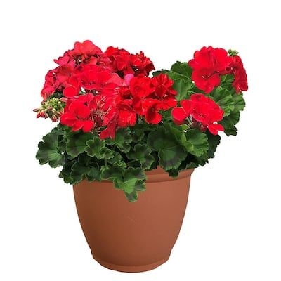 11 in. Geranium Annual with Bright Red Blooms and Rich Green Foliage