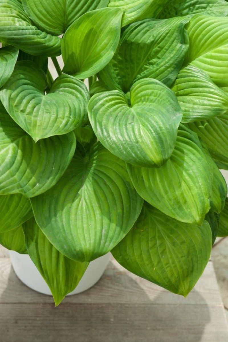 3 stuks | Hosta 'Guacamole' P9 cm
