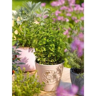 6 in. Italian Oregano Plant (2-Pack)