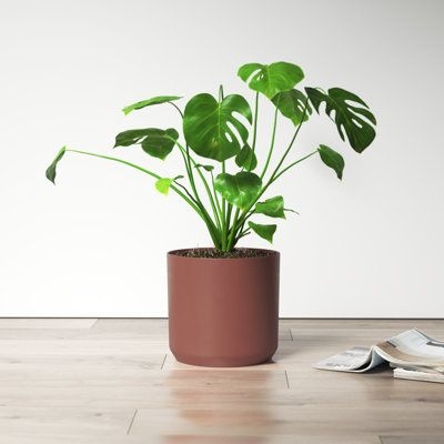 AllModern Parsons Ceramic Pot Planter in Brown | Size 11.75 H x 12.0 W x 12.0 D in