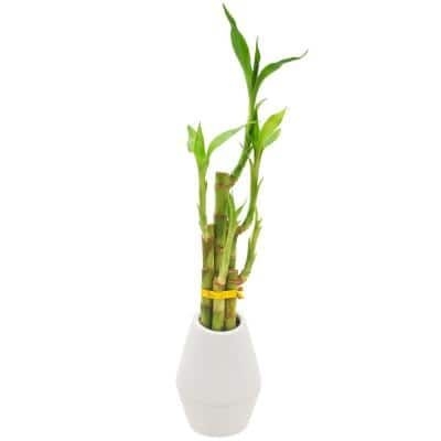 Arcadia Garden Products 3-1/2 in. 5-Stem Lucky Bamboo Dimensions II White Ceramic Planter