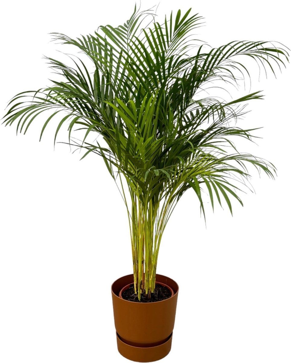 Areca Palm 130CM - Elegance Serie - Groene Oase - Luchtzuiverend - Inclusief elho Greenville Pot D30xH28.
