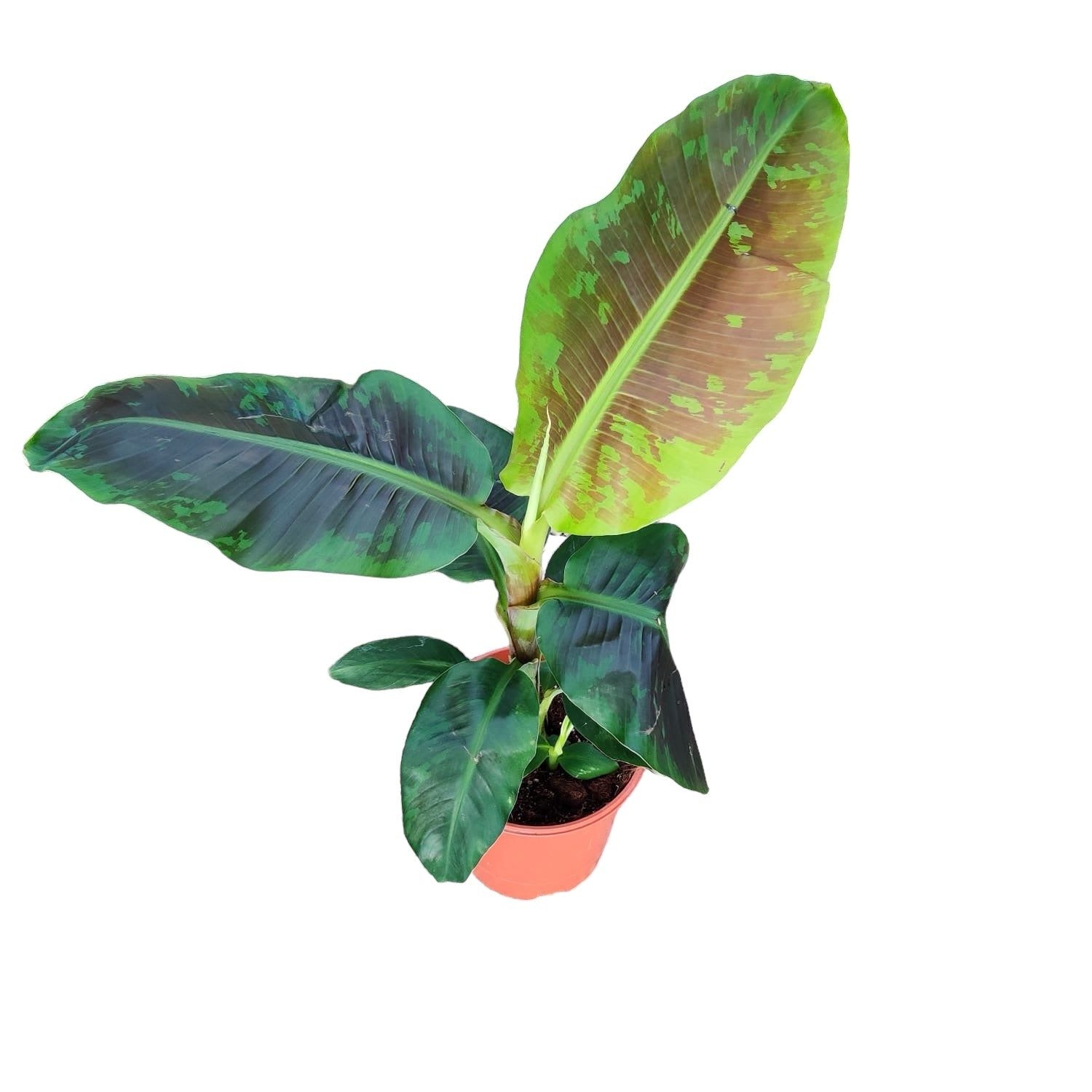 Bananier - Musa 'Dwarf Cavendish' XL - ghiveci 17 cm - inaltime 60-70 cm