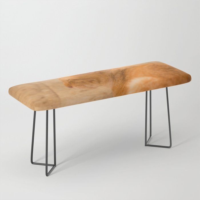 Bench/ottoman | Orange Cat Resting On The Terrace by Pivi Vikstrm - Black - Society6