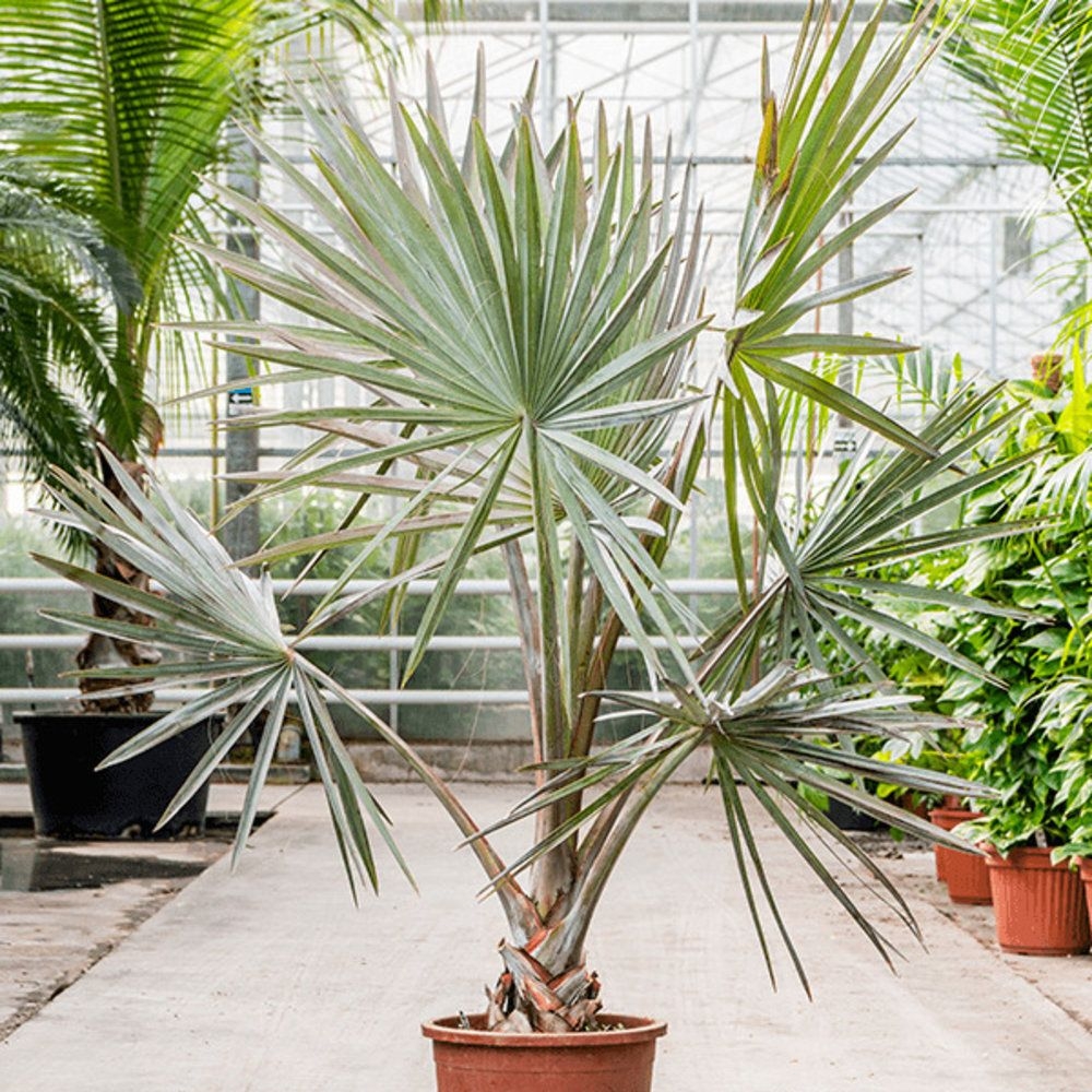 Bismarckia nobilis