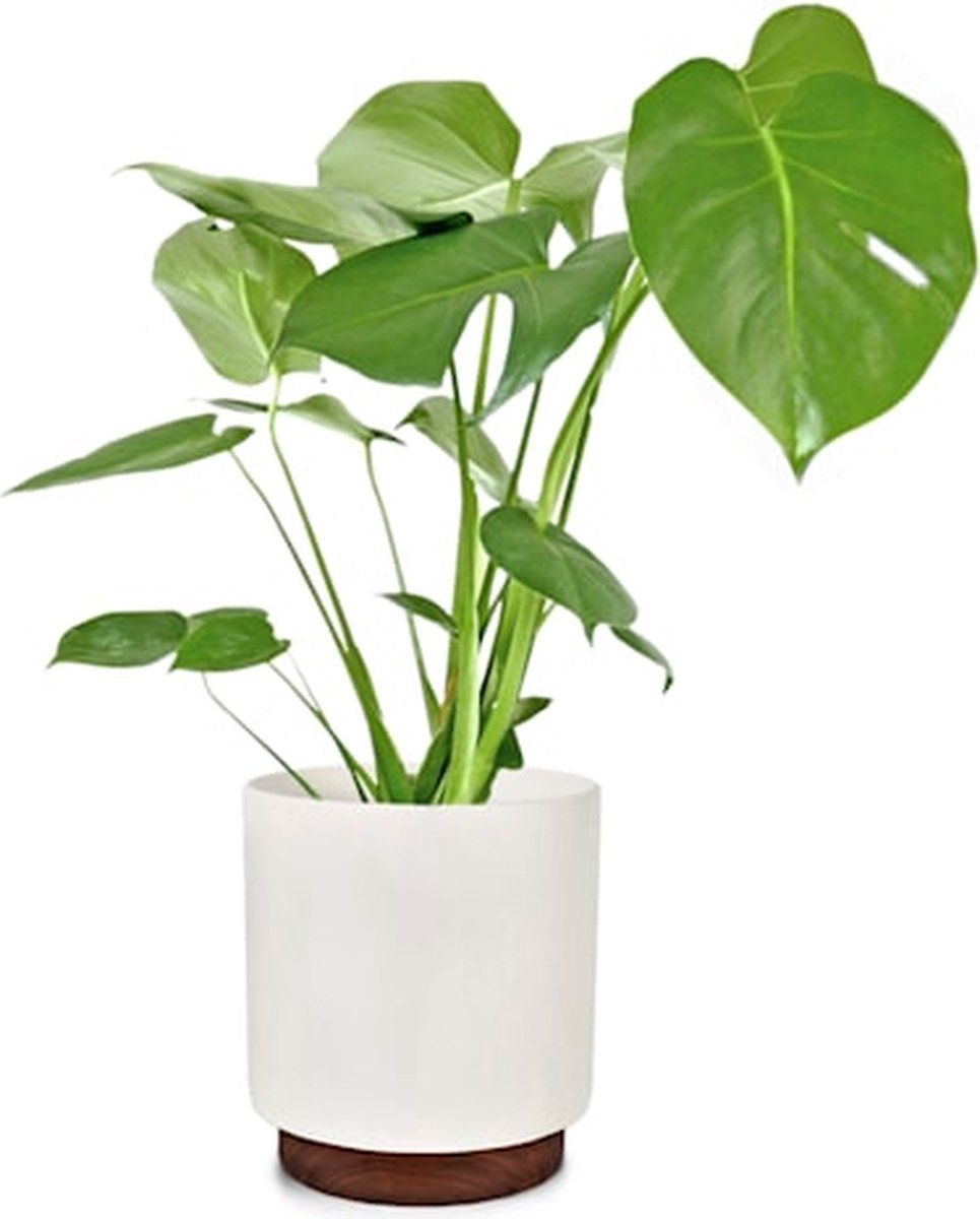 Blumfeldt Enspijk Bloempot 25cm - Handgemaakt - Modern design - Plantenpot voor binnen en buiten - Polystone