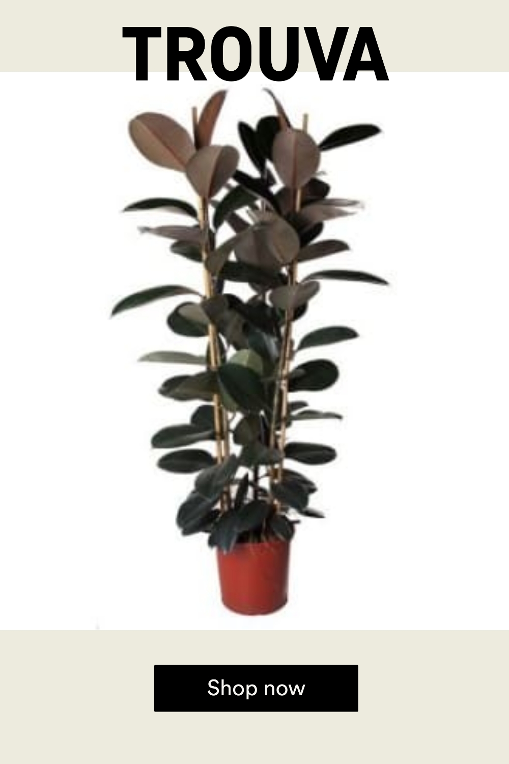 Botanical Boys Burgundy Rubber Plant, Ficus Elastica 'abidjan'