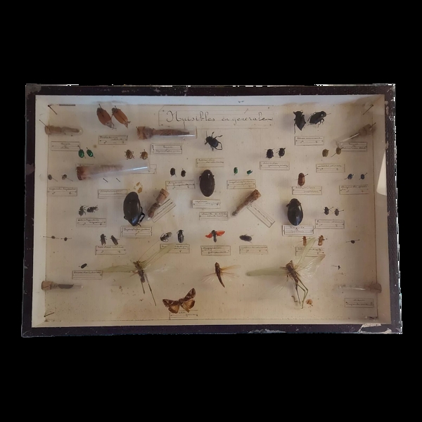 Cadre insectes 1920 entomologie