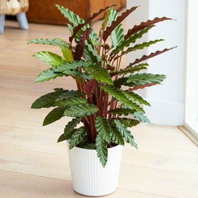 Calathea Elgergrass - Vibrant Foliage, Indoor Houseplant (12Cm, 30-40Cm)