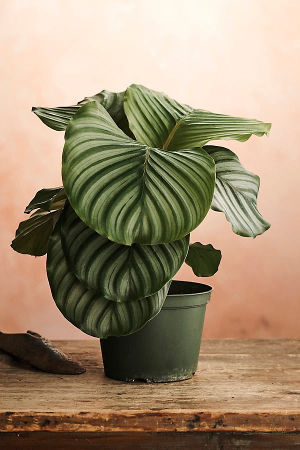 Calathea Orbifolia at Terrain