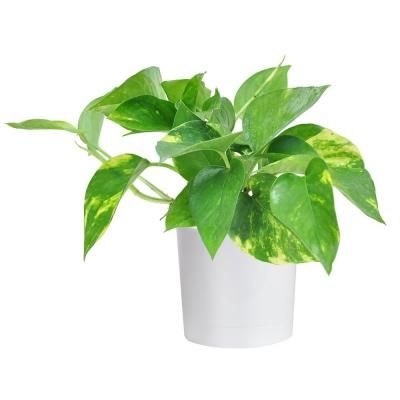 Costa Farms Pothos Plant in 4 in. White Cylinder Pot