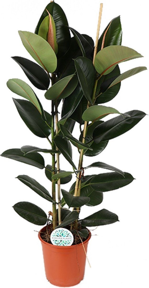 Ficus Elastica Robusta - Rubberboom 24cm 110cm - Verse Kamerplant, Direct van de Nederlandse Kweker