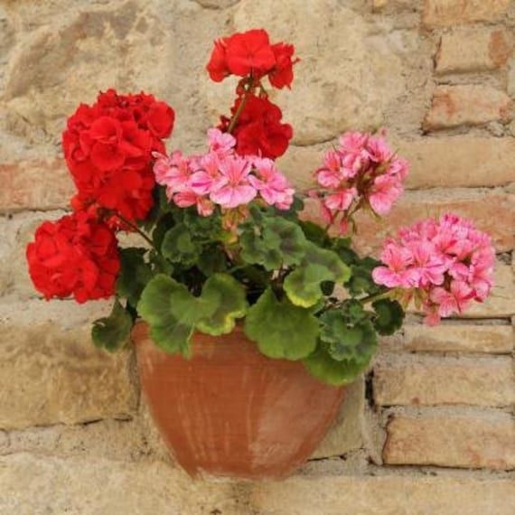 Geranium seeds, 40 seeds, gerani, pelargonium zonale mixed, code 085