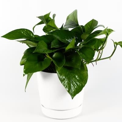 Green Jade Pothos (Epipremnum Aureum) Live Plant in 6 in. Growers Pot White Contemporary Planter with Built-in Saucer
