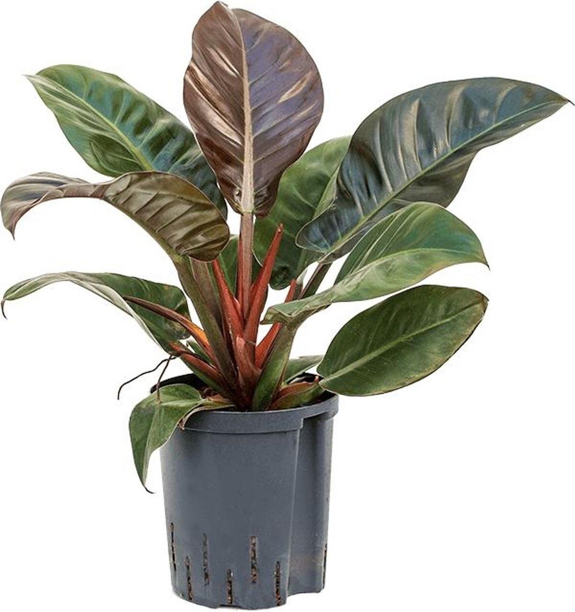Groene plant  Philodendron (Philodendron Imperial Red)  Hoogte: 45 cm  van Botanicly