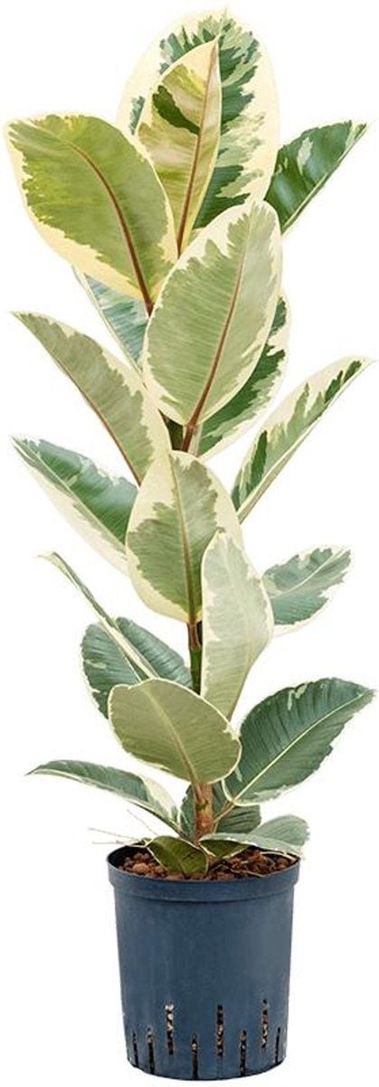 Groene plant  Rubberboom (Ficus Elastica Tineke)  Hoogte: 70 cm  van Botanicly