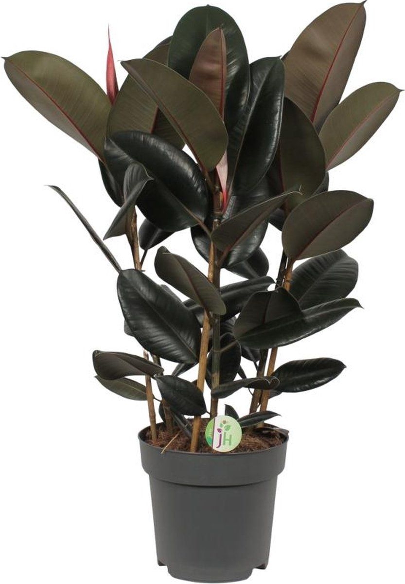 Groene plant  Treurvijg (Ficus Abidjan)  Hoogte: 90 cm  van Botanicly