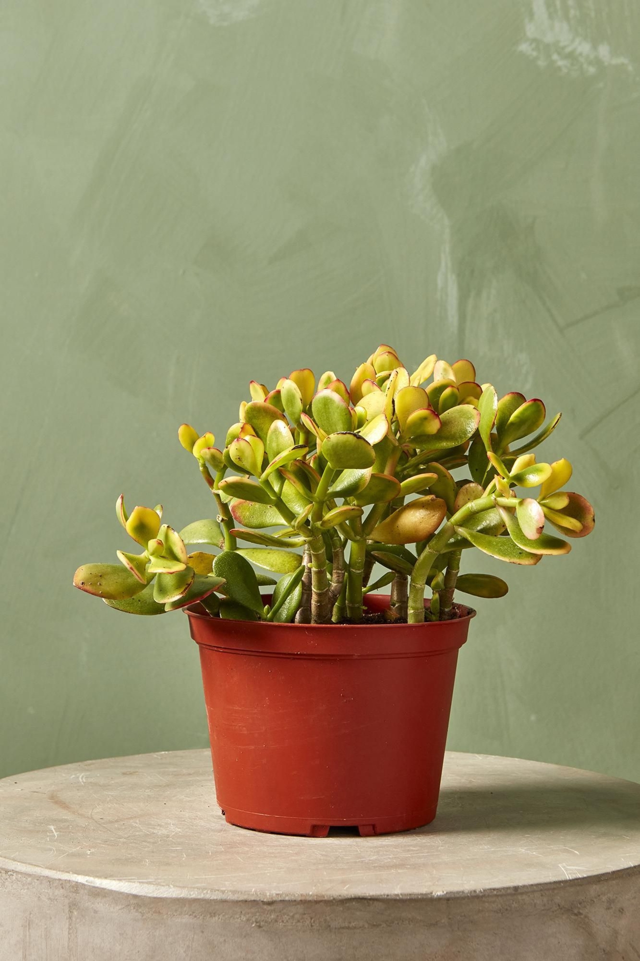 Jade Plant - 4