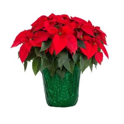 METROLINA GREENHOUSES 1.5 Gal. Christmas Poinsettia Red with Green Foil (1-Pack)