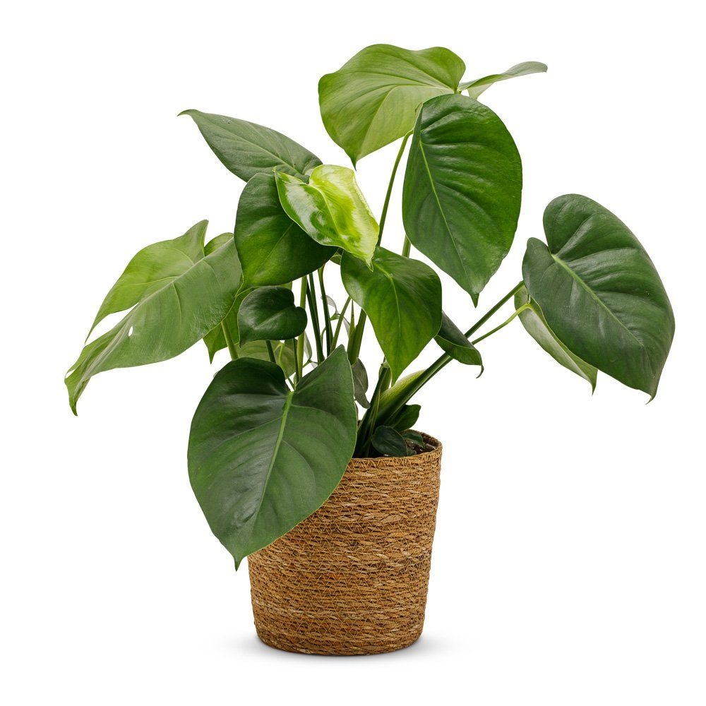 Monstera  | Incl mand