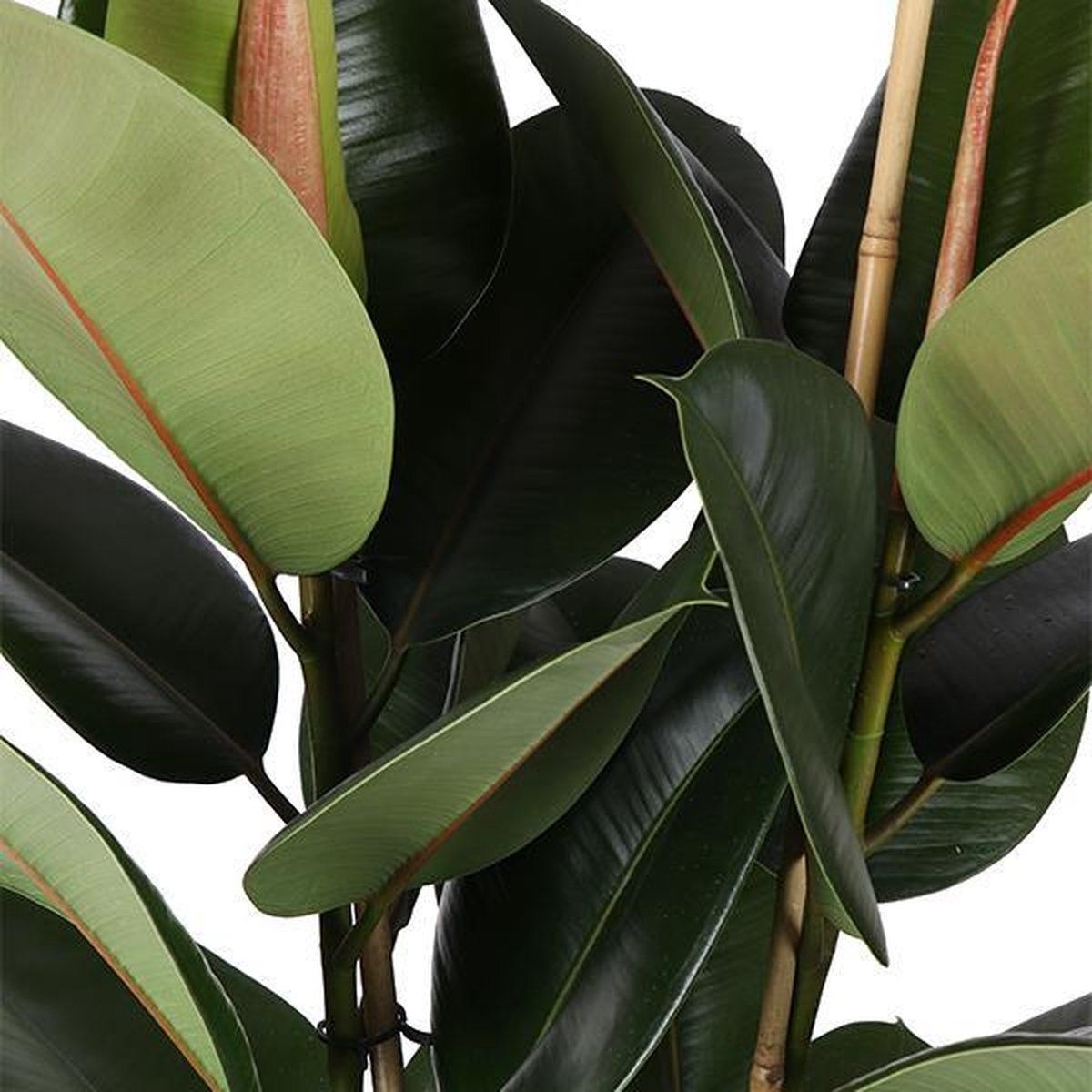 NatureNest - Rubberplant - Ficus Elastica Robusta - 1 Stuk - 90cm