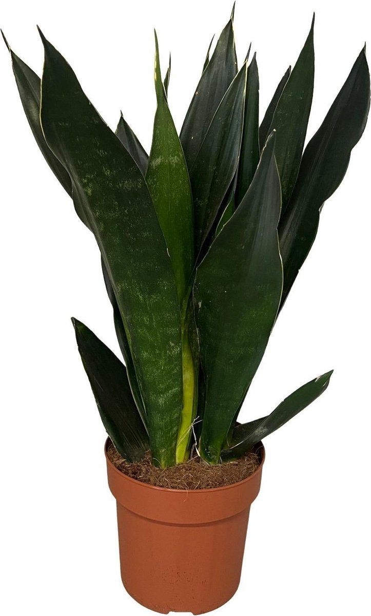 NatureNest - Sansevieria Black Diamond - Vrouwentong - 1 Stuk - 60cm
