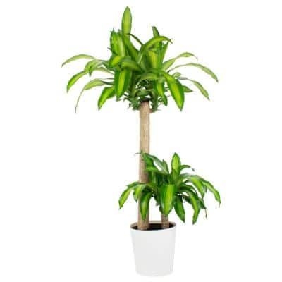 Pure Beauty Farms 1.9 Gal. Dracaena Mass Cane Stalk Plant in 9.25 In. Designer Pot