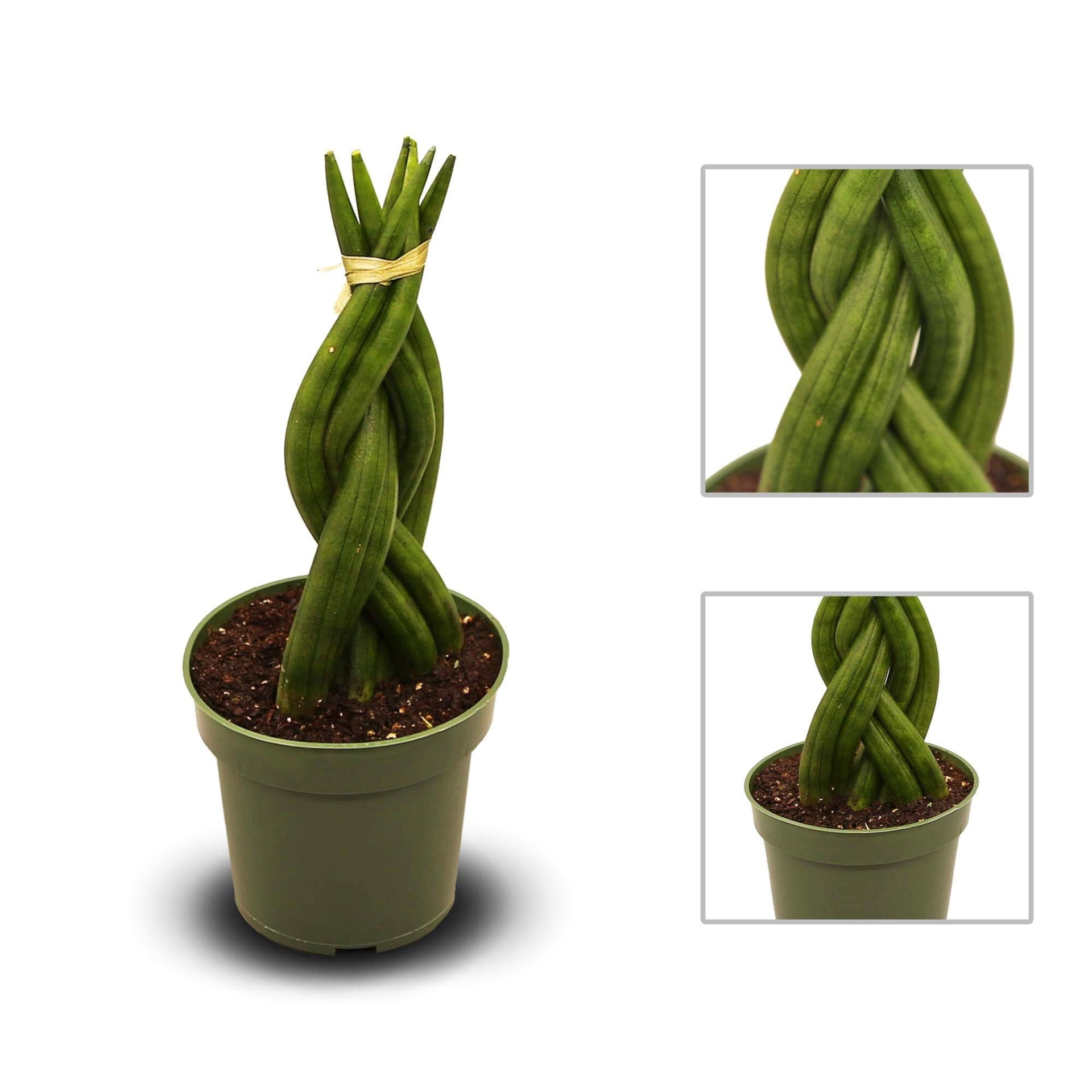 "Sansevieria Cylindrica Braid Plant, exotic plant, LIVE evergreen houseplant in 4\" pot"