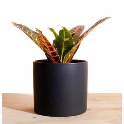Shop Succulents Croton Petra in 6 in. Modern Ceramic Black Planter Pot