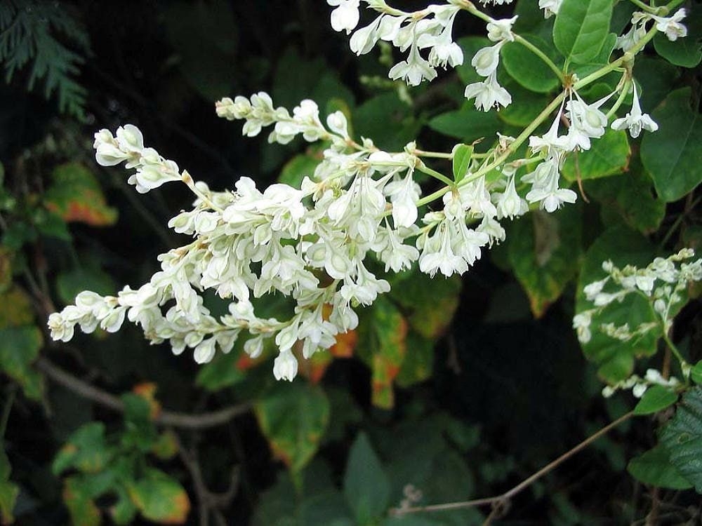 "Silver Lace Vine - Polygonum aubertii - 2.5\" Pot"