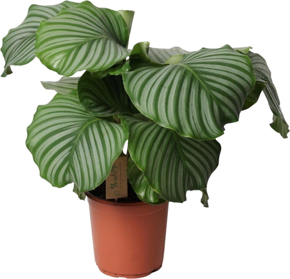 Trendyplants - Calathea Orbifolia - Kamerplant - Hoogte 45-65 cm - Potmaat 21cm