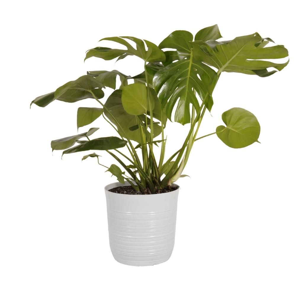 United Nursery Swiss Cheese Plant Monstera Deliciosa Plant 24. in to 34 in. Tall in 10 in. White Decor Pot