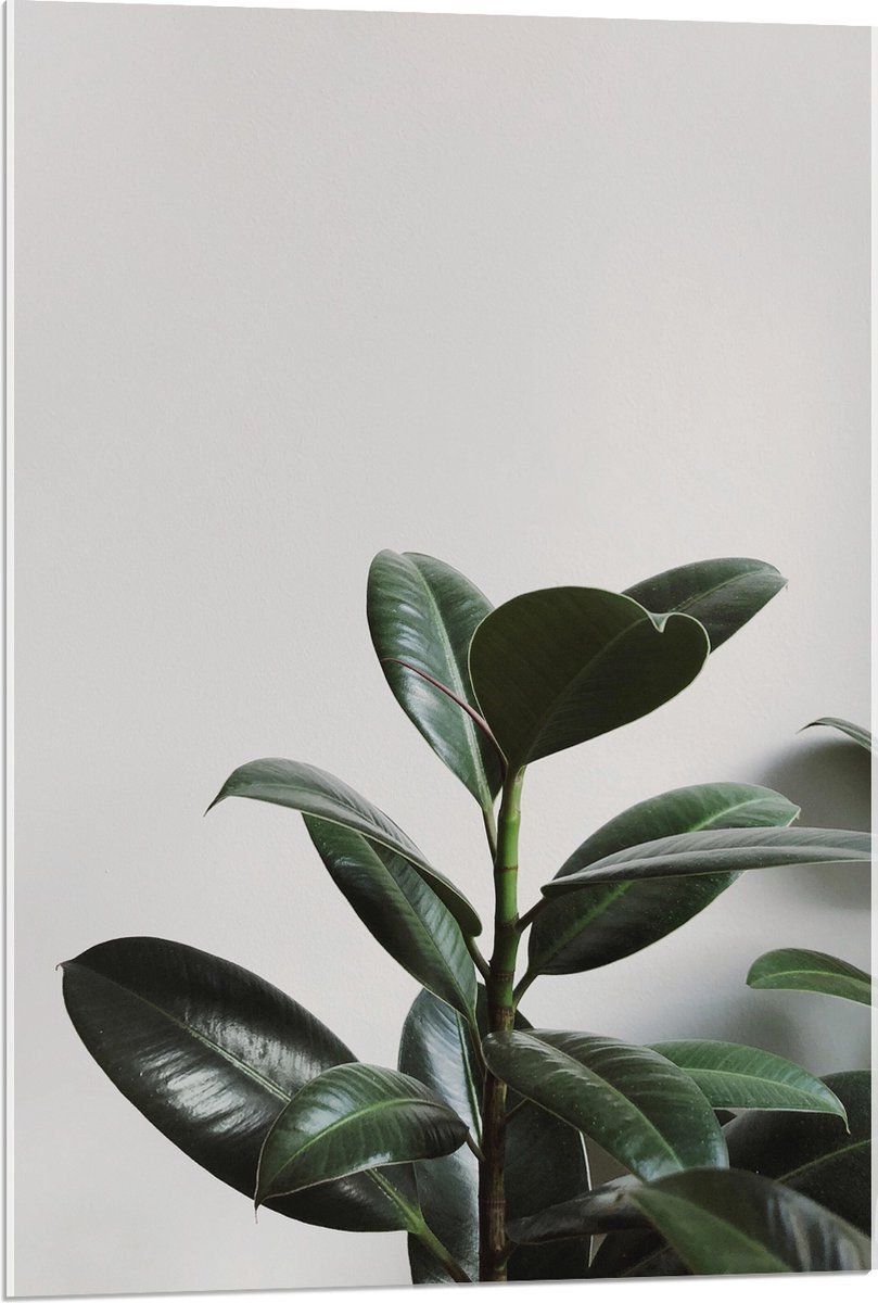 WallClassics - Acrylglas - Plant tegen Witte Muur - 60x90 cm Foto op Acrylglas (Met Ophangsysteem)