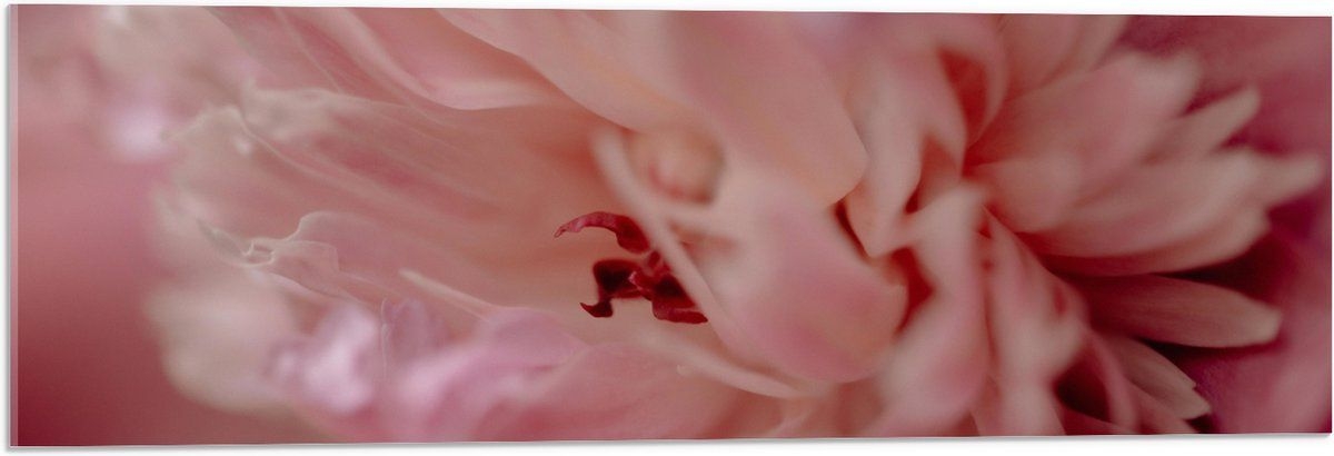 WallClassics - Acrylglas - Zachtroze Boeenpioen Bloem - 90x30 cm Foto op Acrylglas (Met Ophangsysteem)