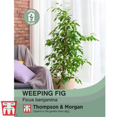 Weeping Fig 1 Packet (50 Seeds)