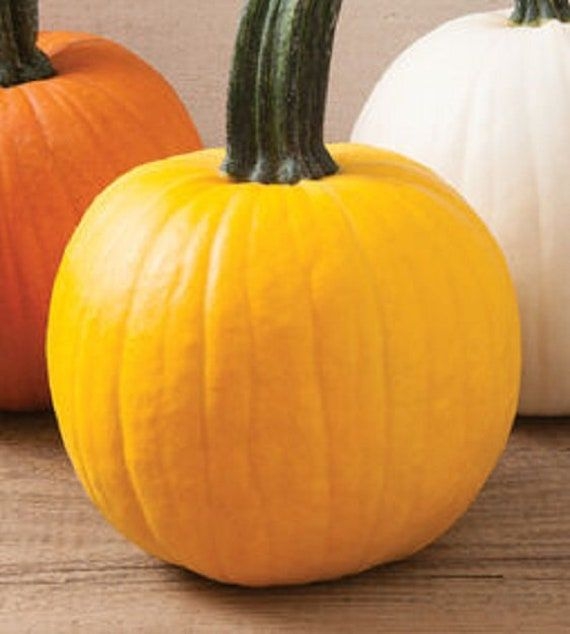 "Yellow \"Sunshine\" Pumpkin Seeds for Planting | 20 Seeds | Rare Yellow Pumpkin Seeds - Grow Your Own Fall Decor"