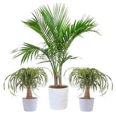 10 in. Majesty Palm and (2) 6 in. Ponytail Palm Plant in White Decor Planter, (3 Pack)